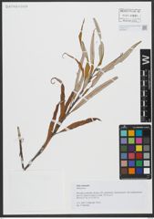 Foto von Salix viminalis L.